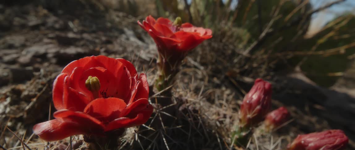 Red blooms have opened on cactus