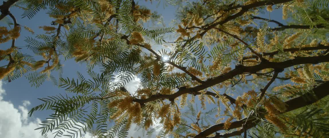 Wind blows the tree branches