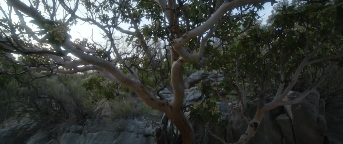 A rock wall sits below a dense forest