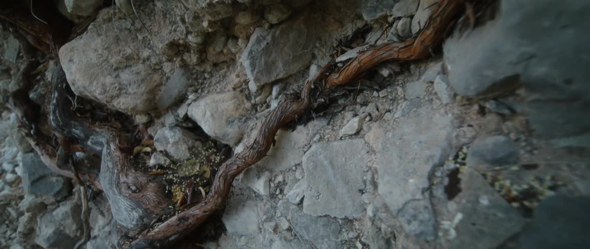 A thick vine grows on the side of a rocky mountain cliff