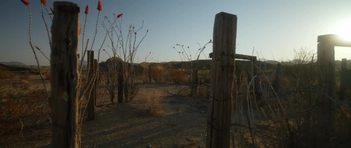 Flowers are blooming in a corral in the desert