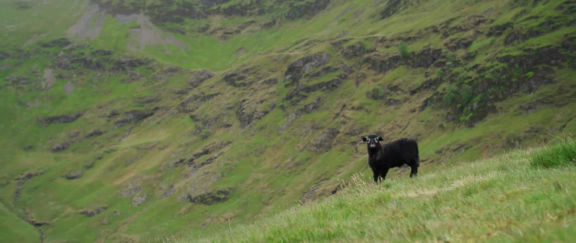 A mammal is standing on a grassland area