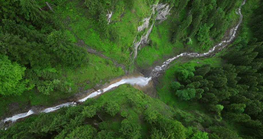 A river runs through a forest