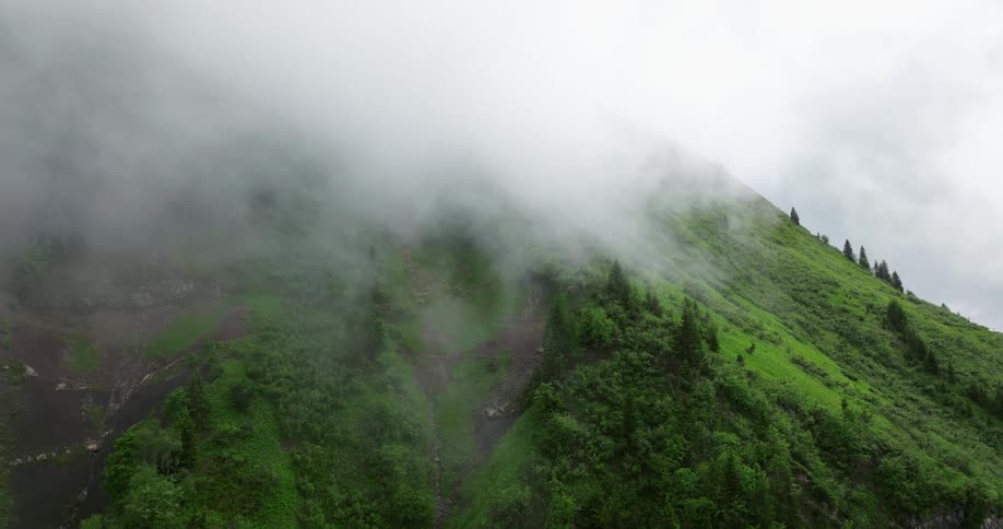 Aerial view of trees coveringa mountain is displayed