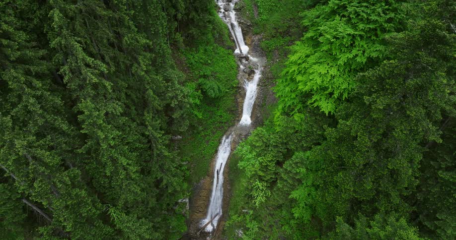 The stream runs through the forest