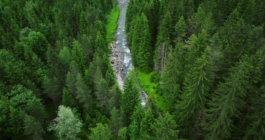 The view is of a water stream that is located in the forest area