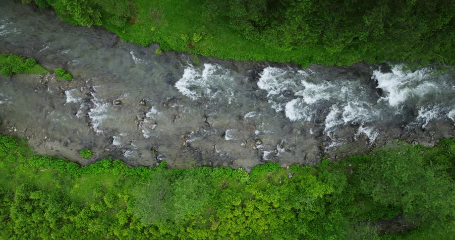 The stream runs through the forest