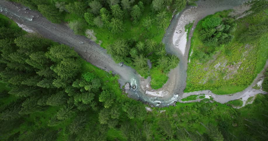 Top down aerial view of a river flowing through a pine tree forest