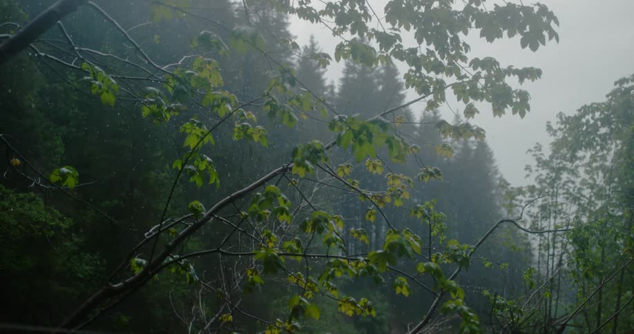 A forest with trees and rain