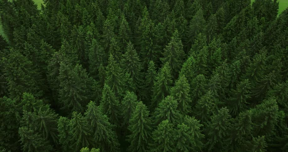 There is a view of a lot of trees in the forest area