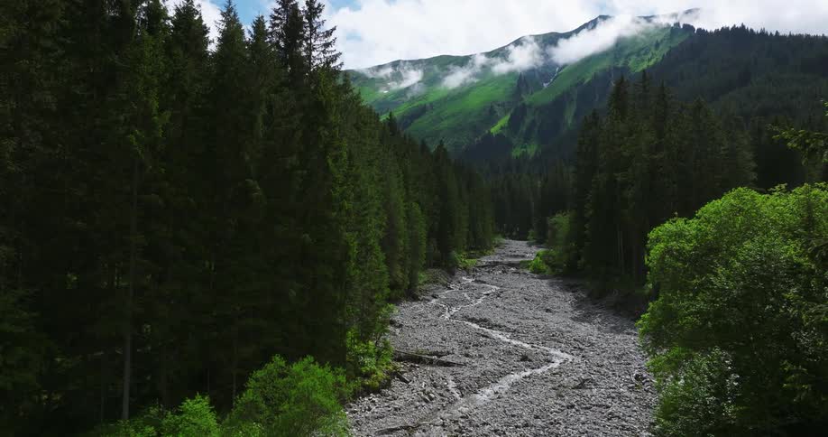 Aerial view of a forest near a mountain range is displayed