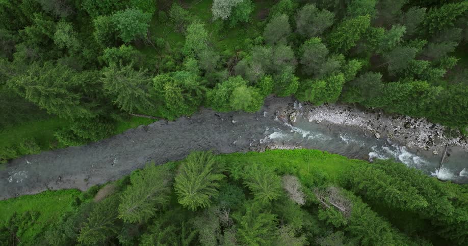 A stream runs through a forest and over rocks as water rushes through the rapids