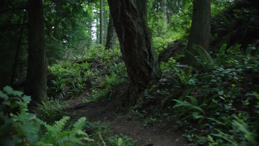 There is a trail in the woods among trees and plants on the side of a hill