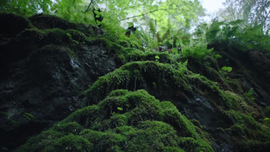 The view is of the forest area in the middle of the day time
