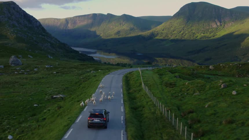 A car is driving behind a herd of sheep in a rural area