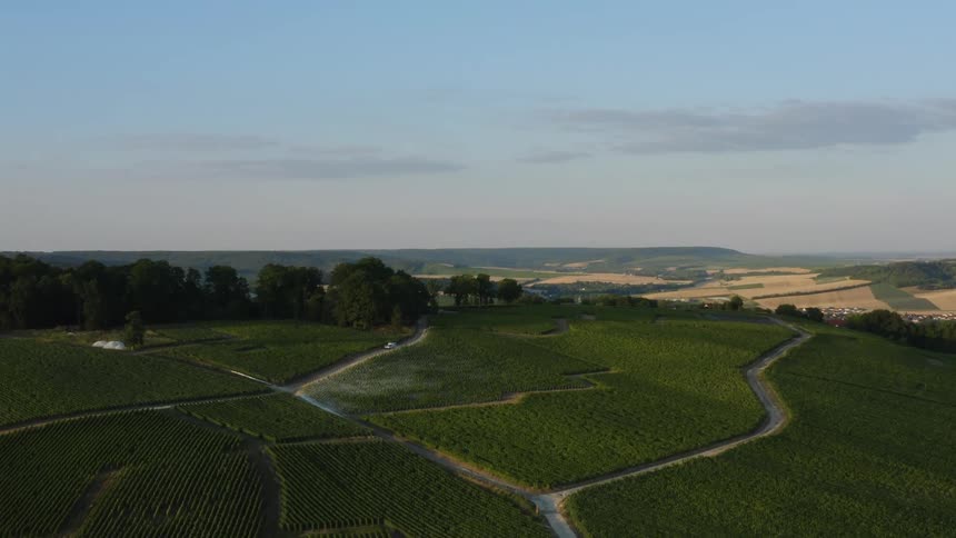Lush green vines and crops in a vineyard on a hill above countryside homes