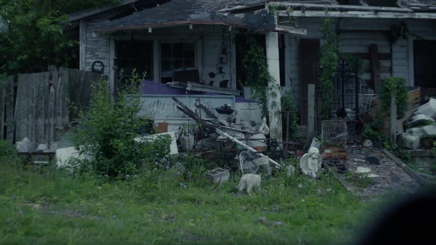 A cat is wondering by a demolished house during spring