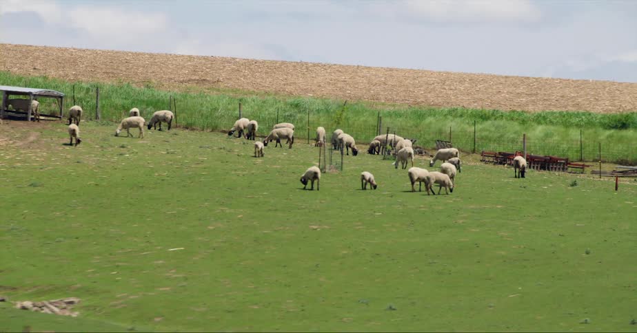 A flock of sheep grazing in a fenced in field near a road with cars and trucks passing