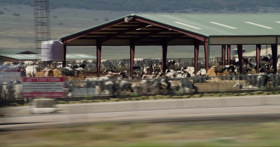 Cars are driving by a ranch with cattle