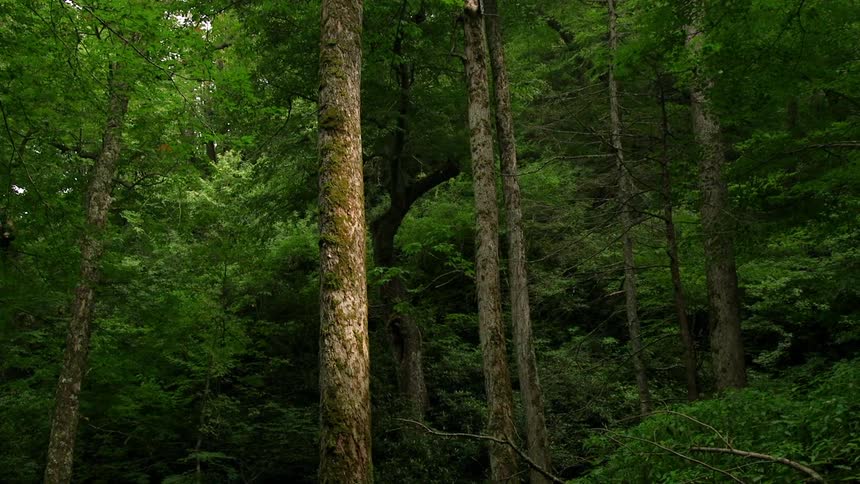 Tall lush tree fill this forest