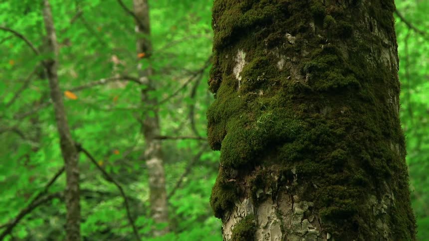 Moss growing on a tree trunk