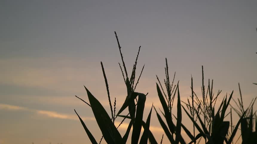 Stalks line a cloudy skyline at dawn