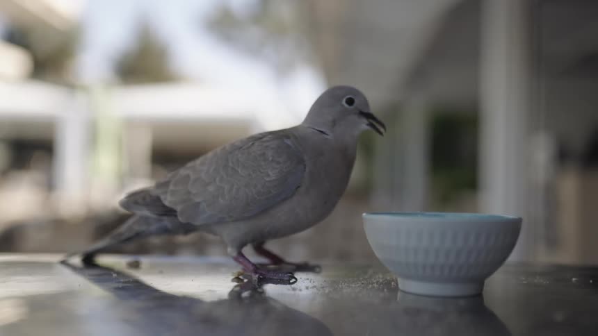 A dove eats food from bowl