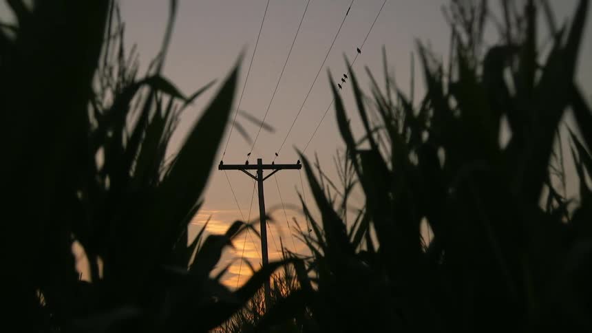 Power lines at sunset