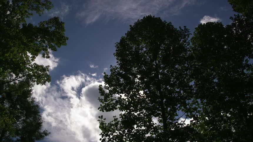 Tall trees sway slightly in the breeze as they stand against a cloudy blue sky