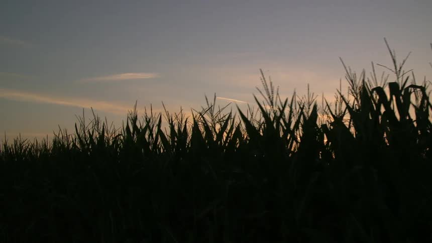 A field at sunset