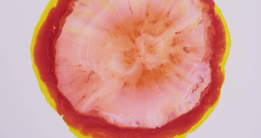 Bright pink and yellow ink blooming over a white background