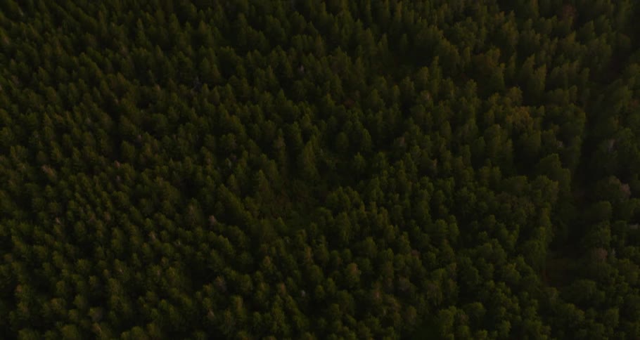 People sitting around a campfire in a mountain forest clearing