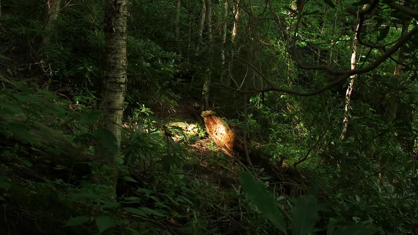 Sunlight shining on a fallen log in the woods
