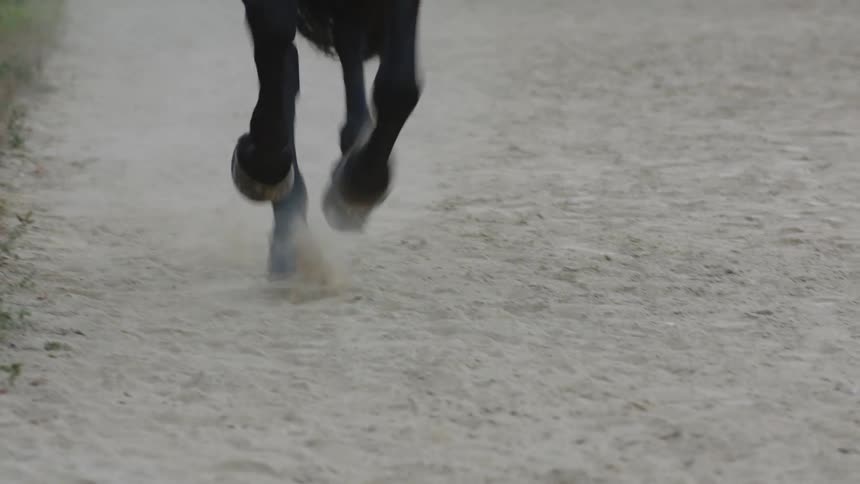 A horse is galloping across the dirt near a fence