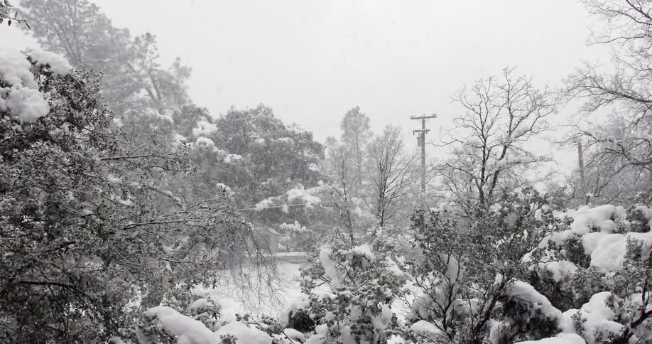 Snow falls on a tree-covered area