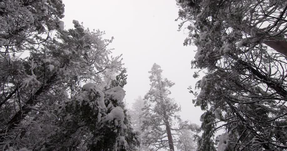 Snow falls while forest trees tower overhead