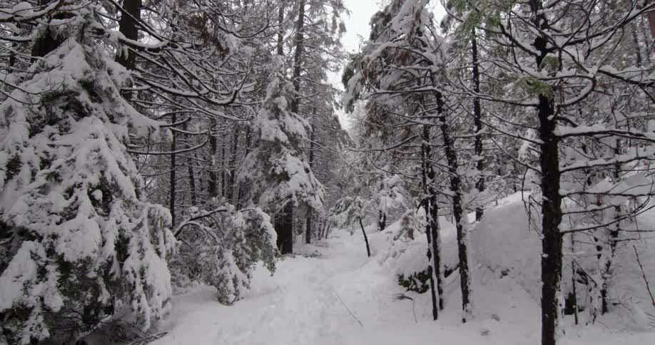 A forest is covered with snow with a trail in the middle
