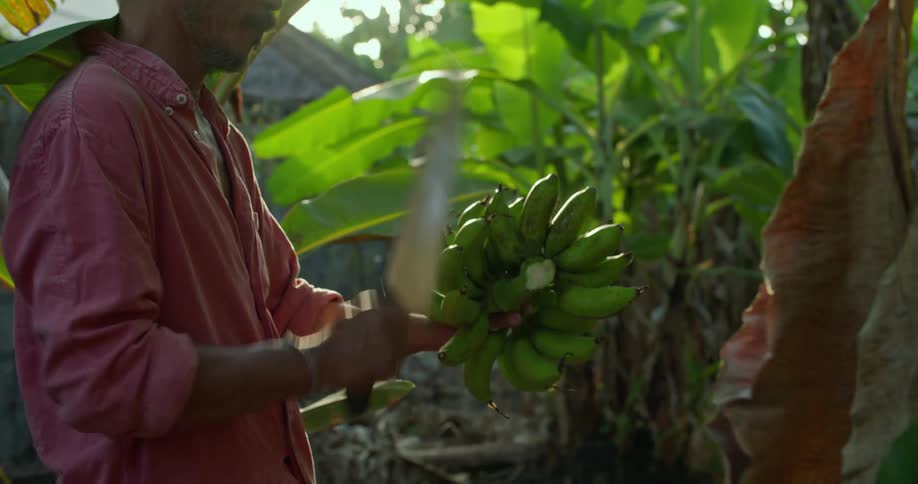A man is using a knife to harvest bananas