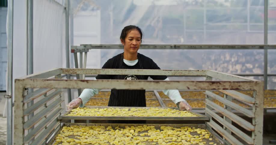 A woman lifts and carries away a large metal tray of dehydrated fruit chips