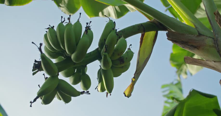 Bananas on a tree