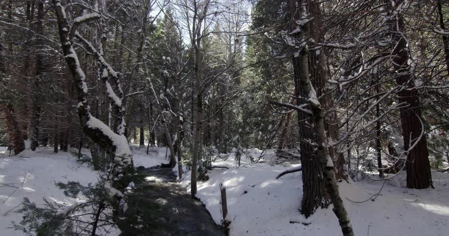 A stream flows through a snowy forest