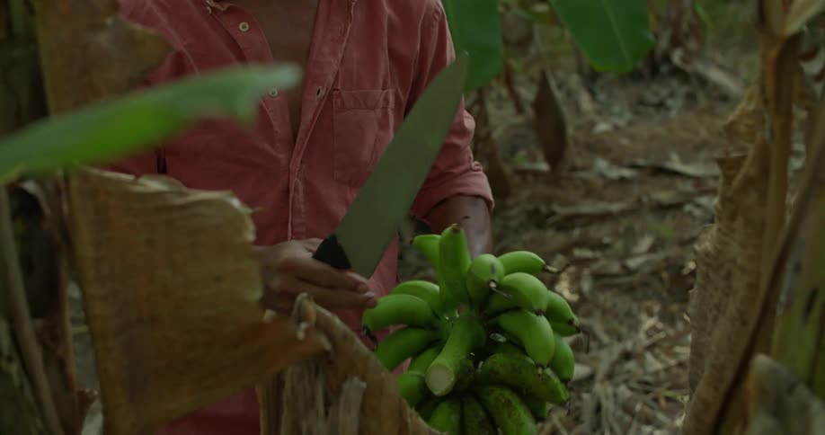 A man smiles as he harvests bananas