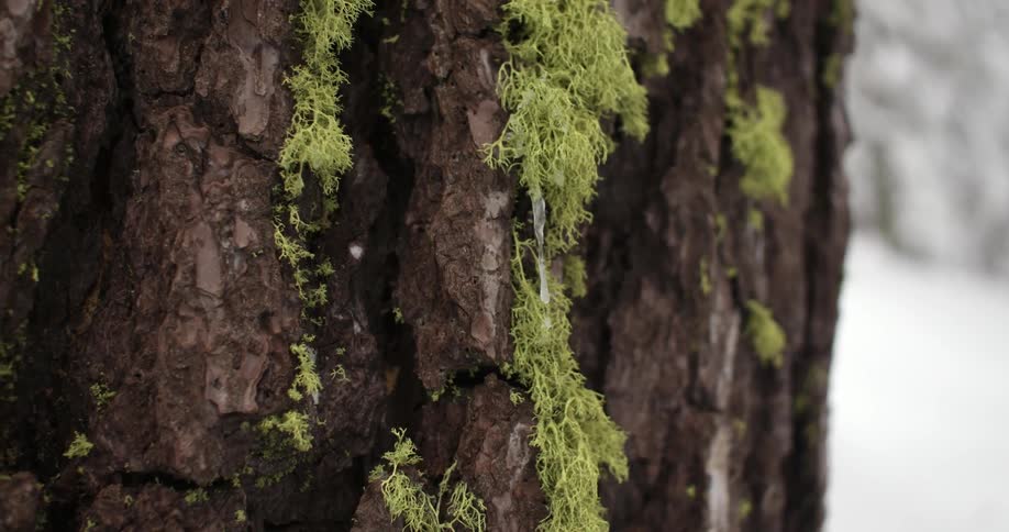 Moss grows on a tree
