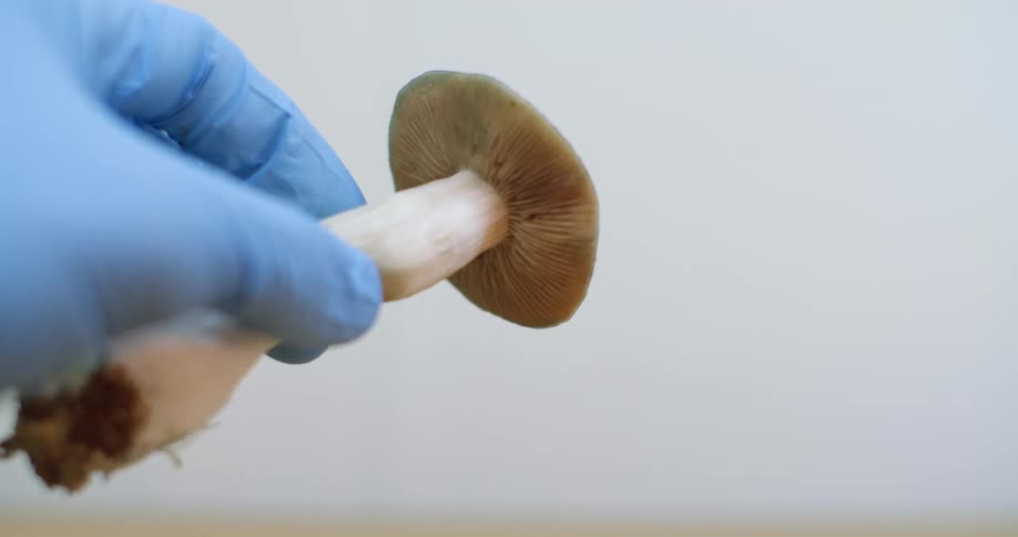 A person holds a freshly picked mushroom with their gloved hand
