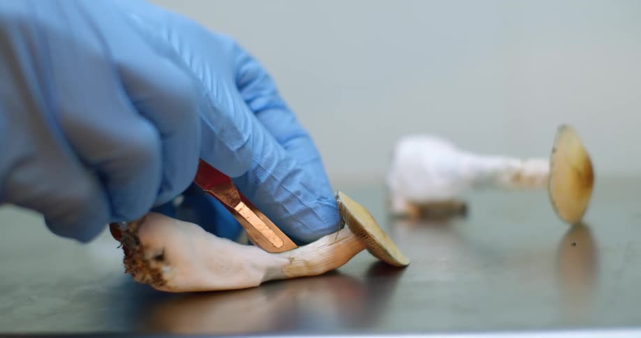 A person is cutting a mushroom with a scalpel