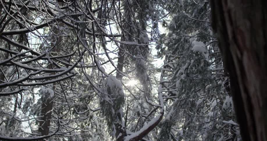 Snow covered trees in a forest