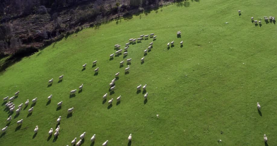 Sheep wandering across a green pasture are seen from the air