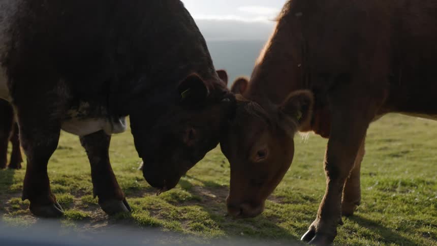 Two cows press foreheads while standing in field