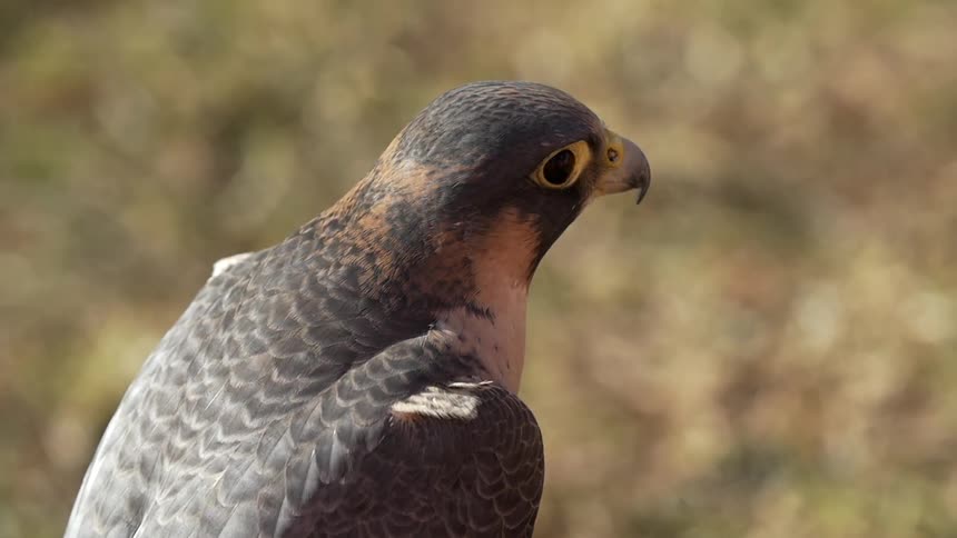 A hawk is looking back and forth