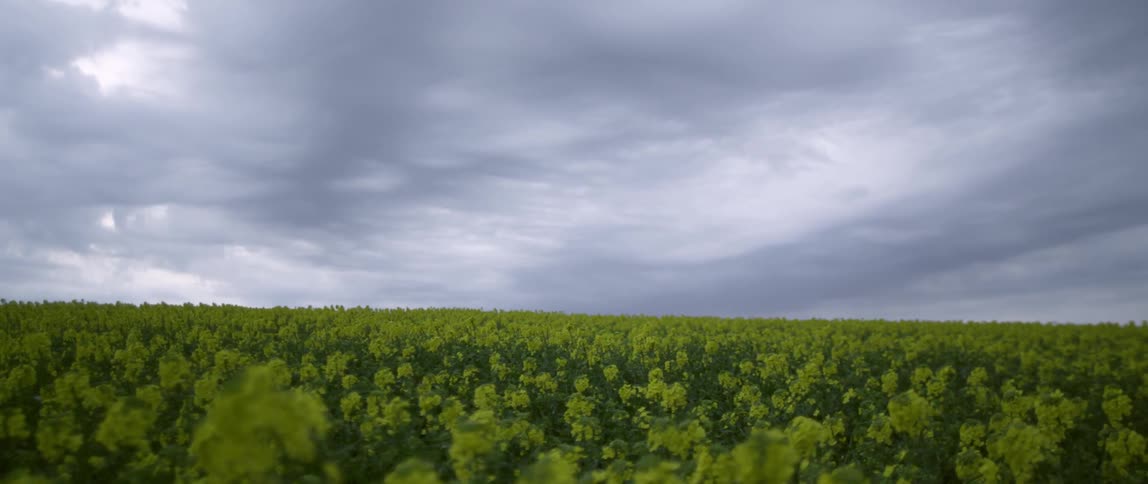 Storm clouds float over trees